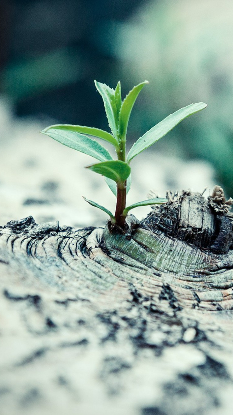 Black and Brown Bee on Gray Rock. Wallpaper in 750x1334 Resolution