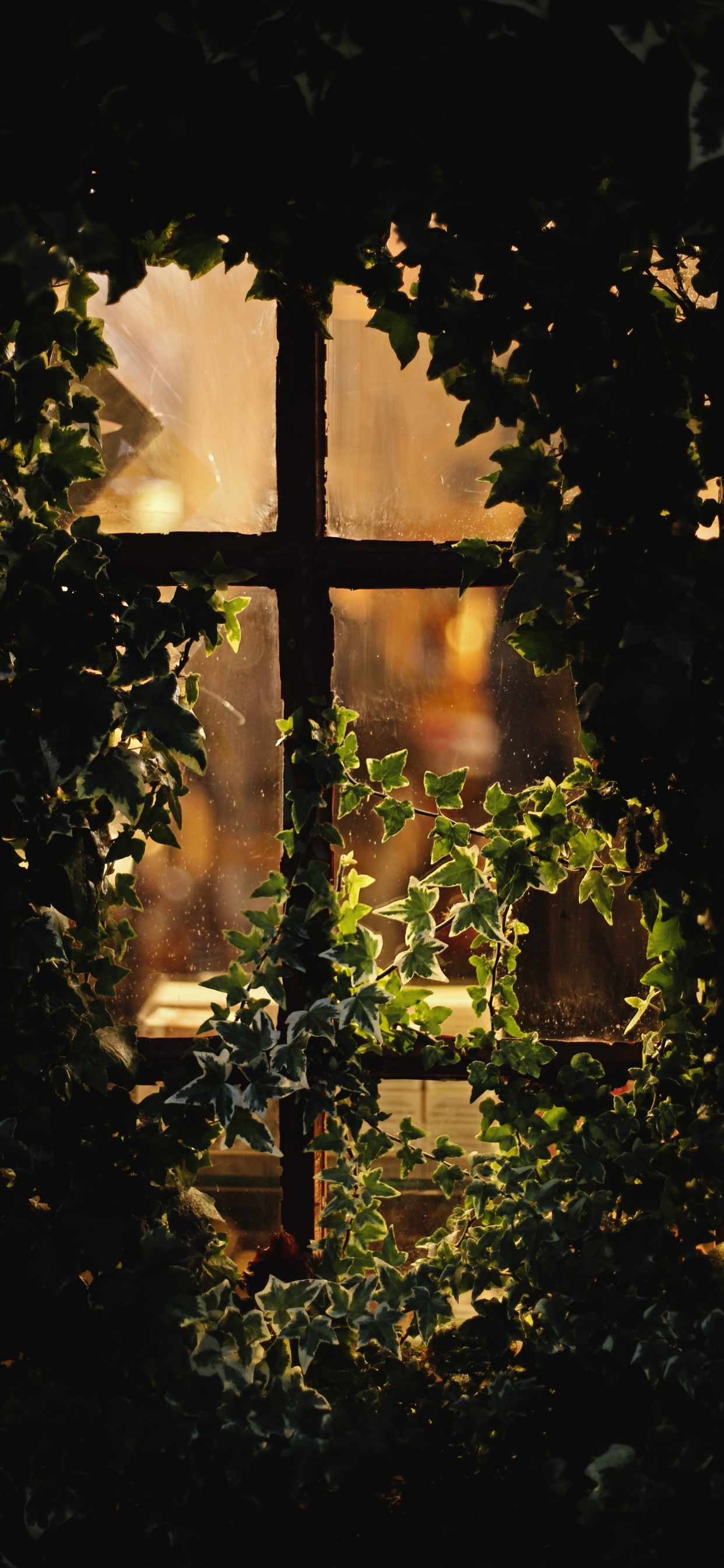 Plantas Verdes Con Luces de Cadena.. Wallpaper in 1242x2688 Resolution