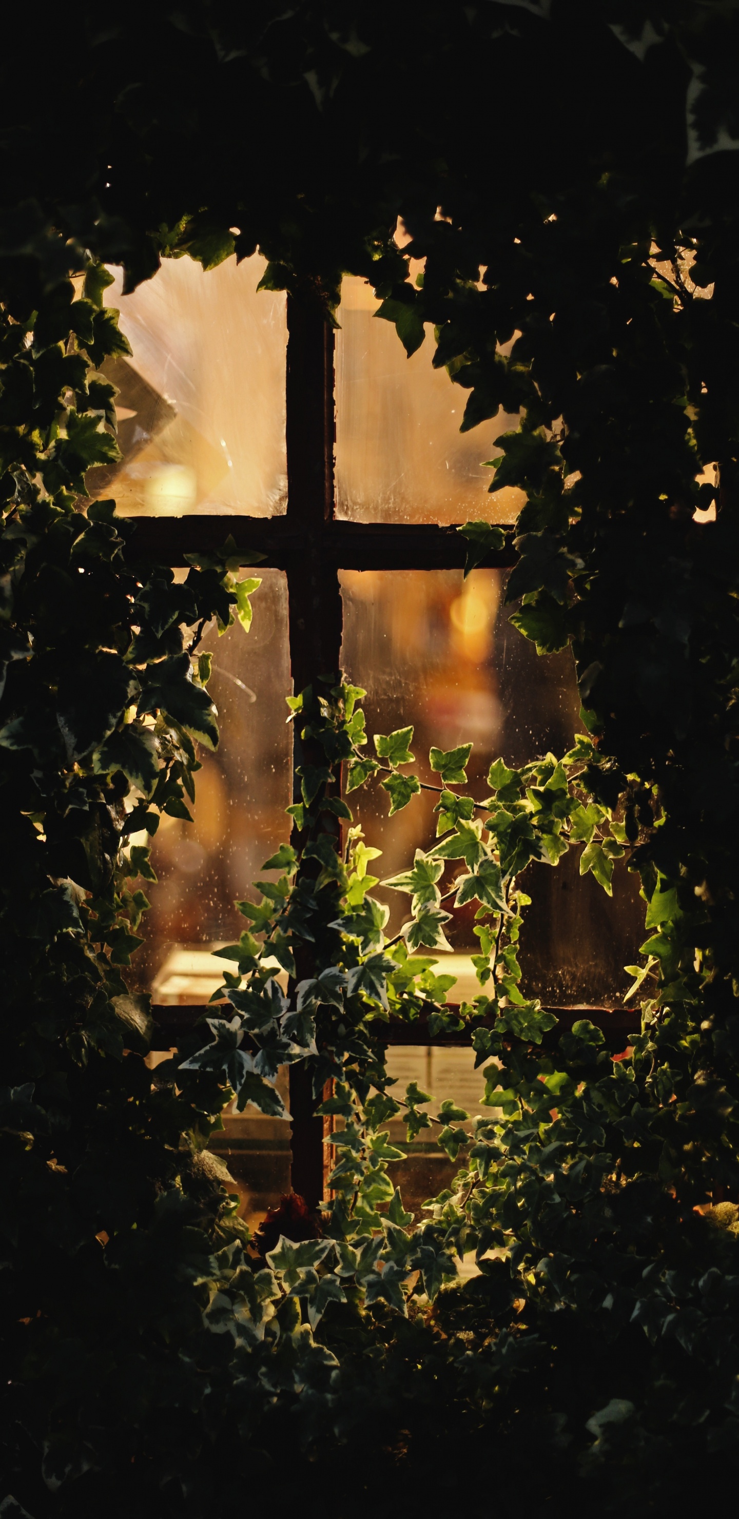 Green Plants With String Lights. Wallpaper in 1440x2960 Resolution
