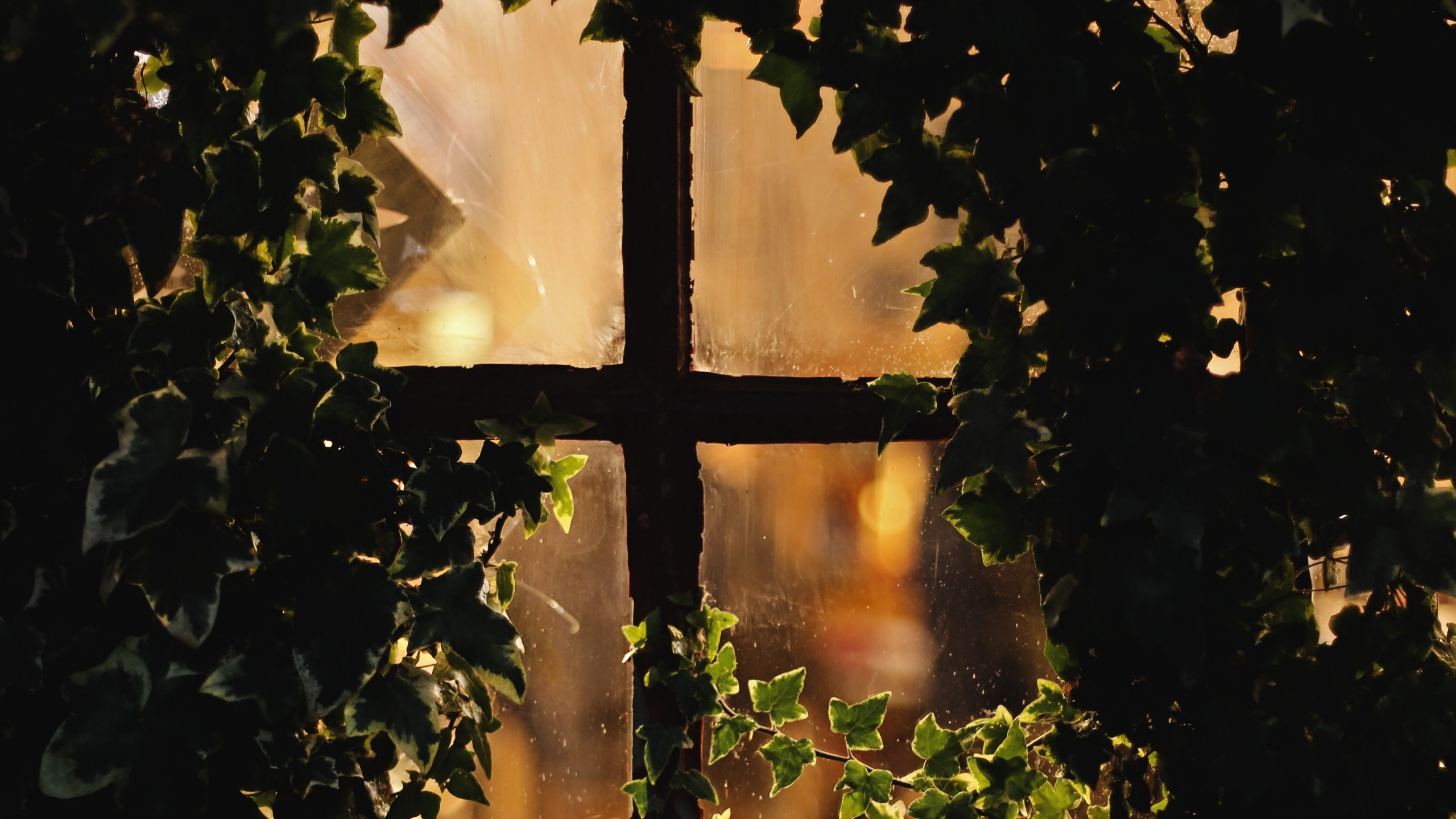 Green Plants With String Lights. Wallpaper in 2560x1440 Resolution