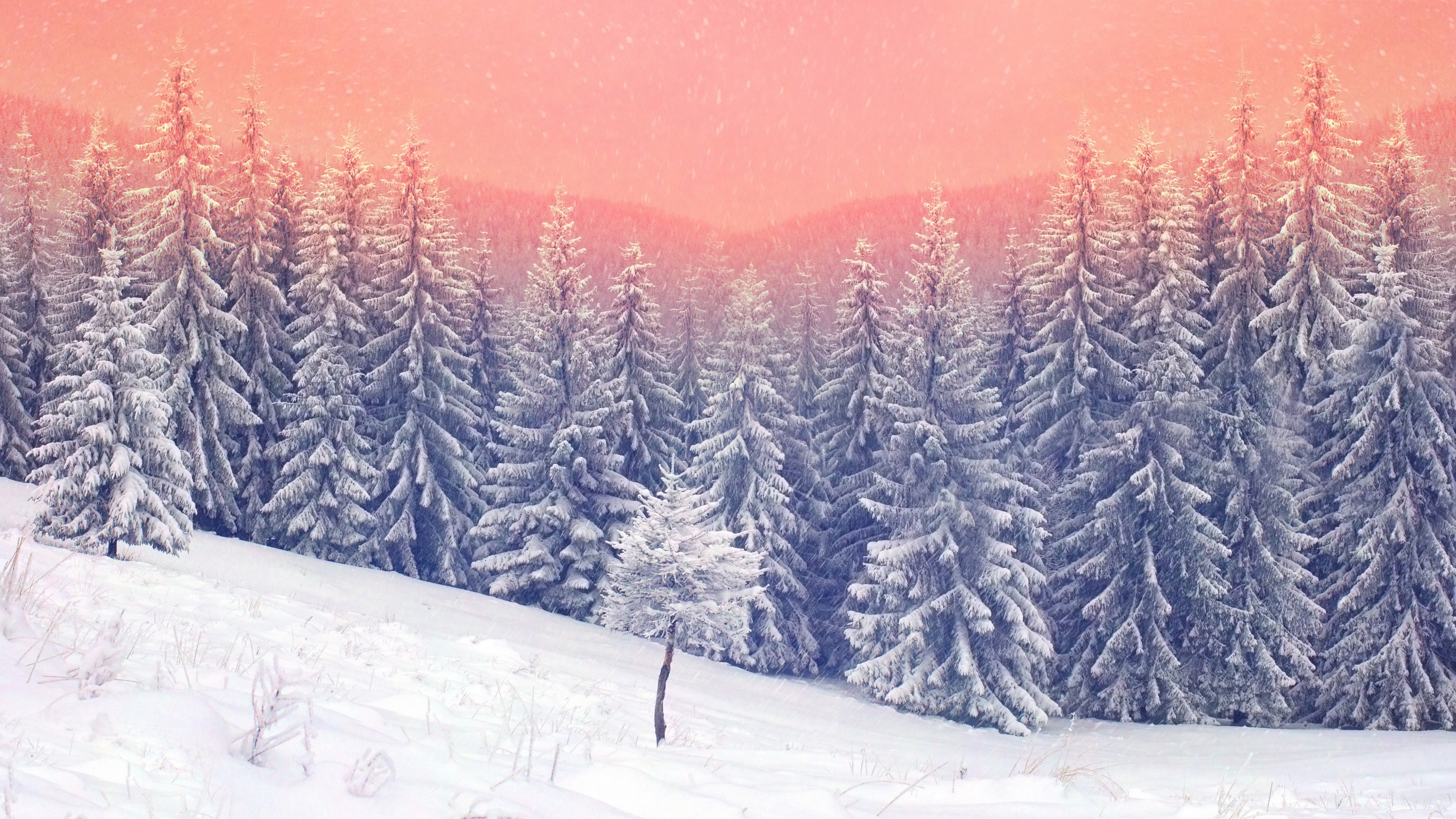 Schnee, Winter, Baum, Natur, Einfrieren. Wallpaper in 2560x1440 Resolution