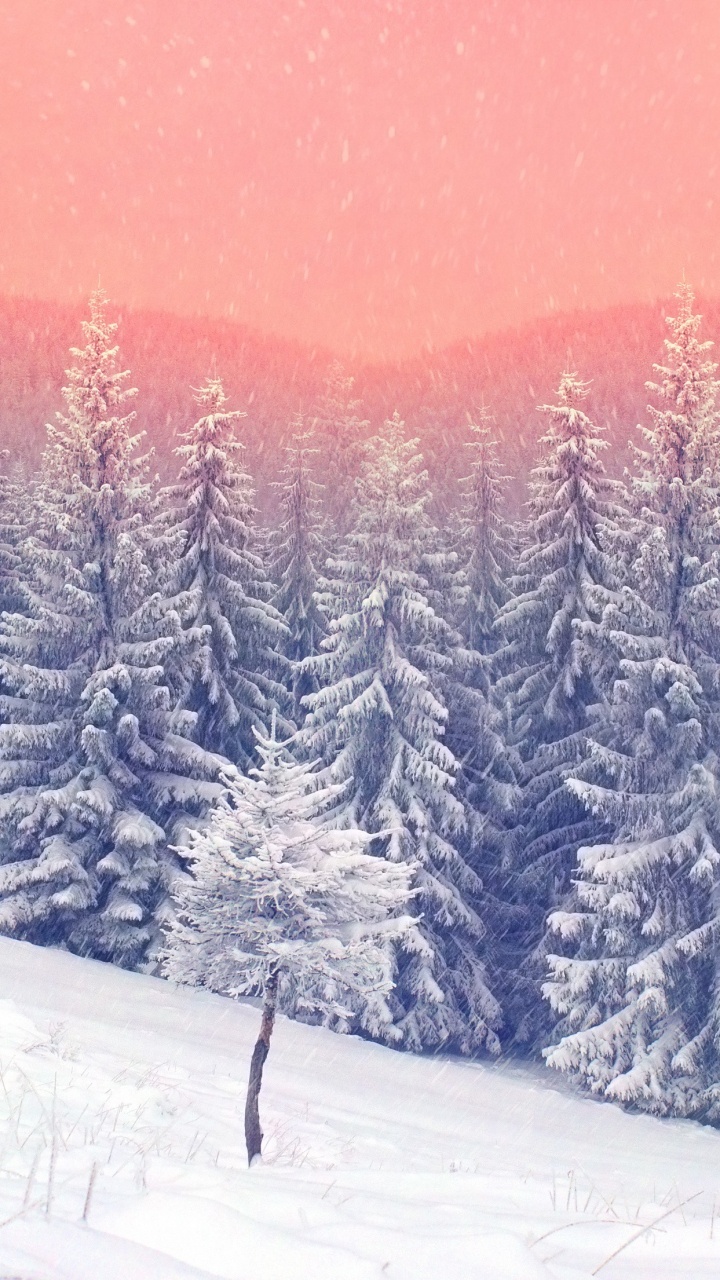 Schnee, Winter, Baum, Natur, Einfrieren. Wallpaper in 720x1280 Resolution