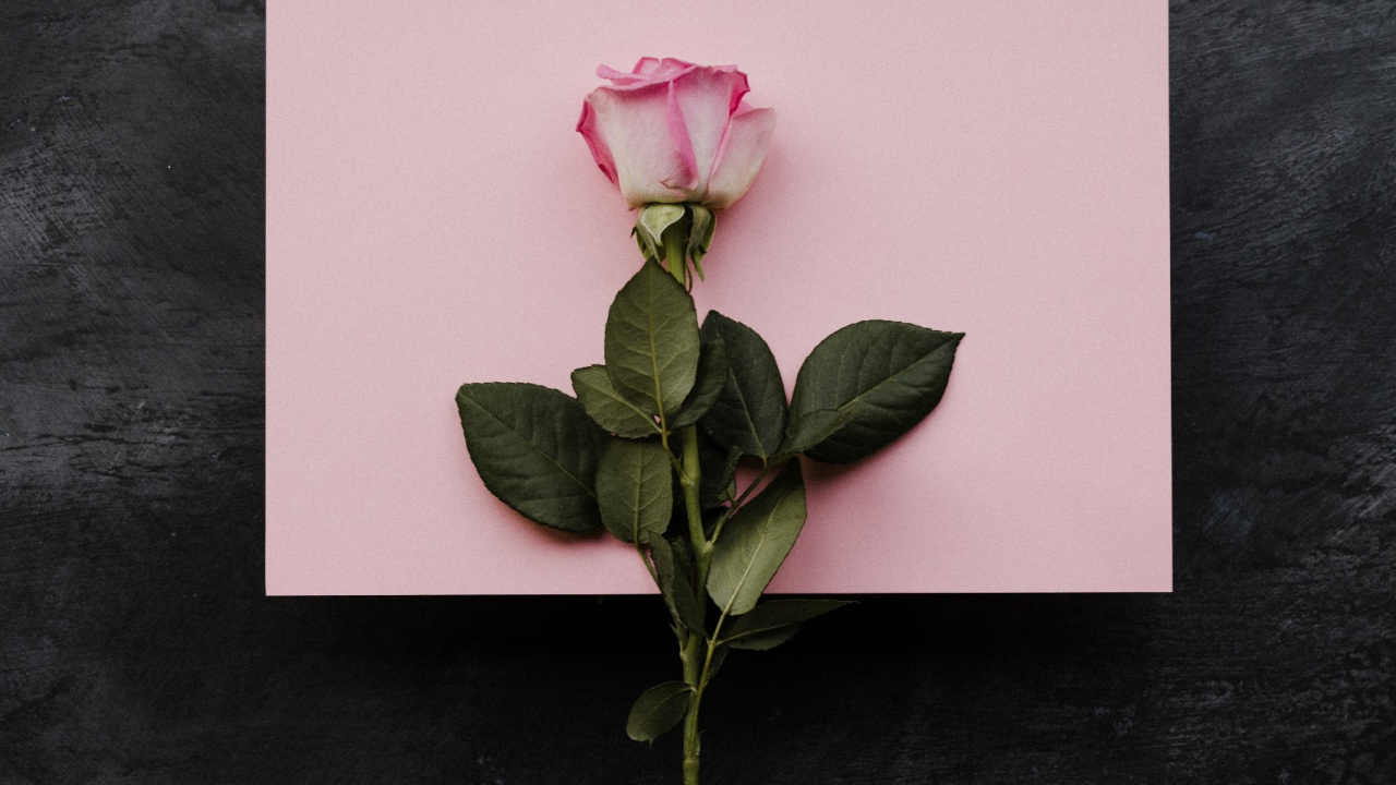 Birthday Wishes for Girlfriend, Birthday, Flower, Plant, Petal. Wallpaper in 1280x720 Resolution