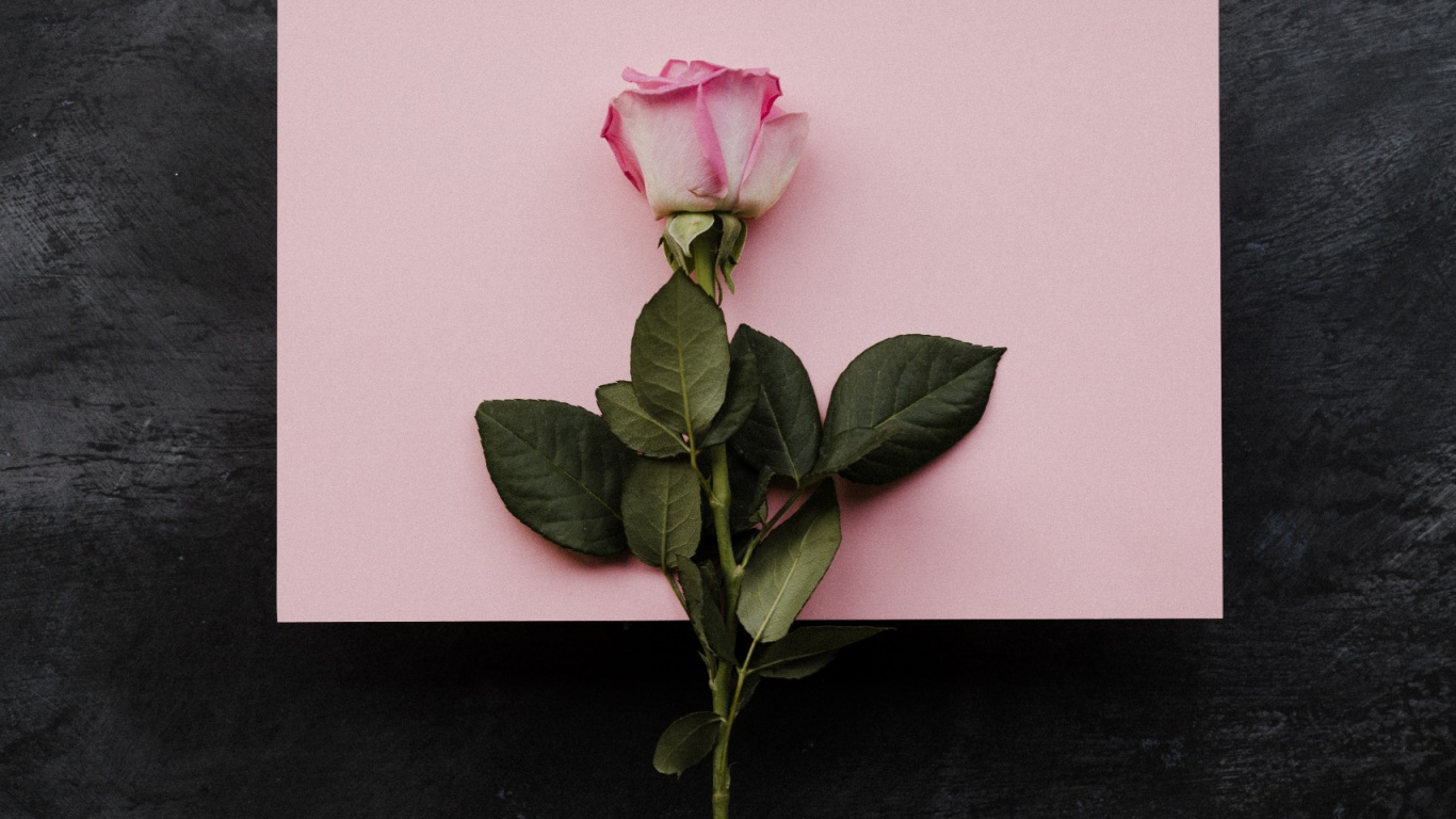 Birthday Wishes for Girlfriend, Birthday, Flower, Plant, Petal. Wallpaper in 1366x768 Resolution