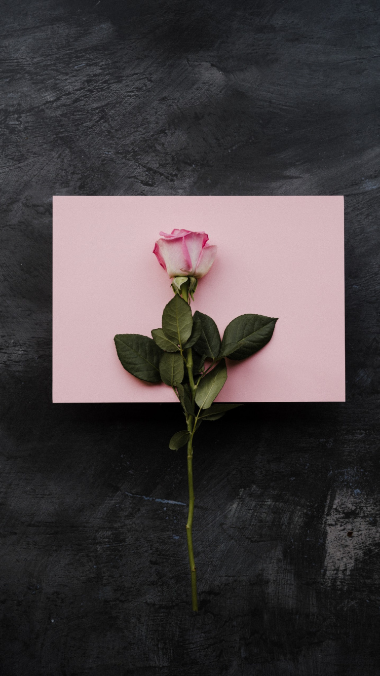 Birthday Wishes for Girlfriend, Birthday, Flower, Plant, Petal. Wallpaper in 750x1334 Resolution