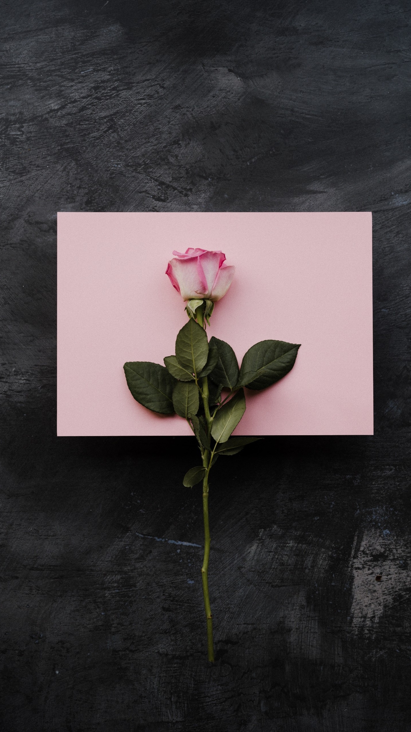 Souhaits D'anniversaire Pour Petite Amie, Pétale, Plante Terrestre, la Floraison de la Plante, Pédicelle. Wallpaper in 1440x2560 Resolution