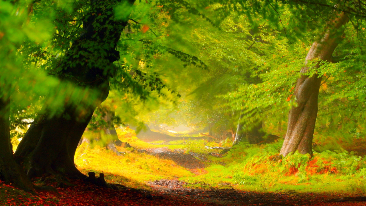 Green Trees on Brown Field. Wallpaper in 1280x720 Resolution