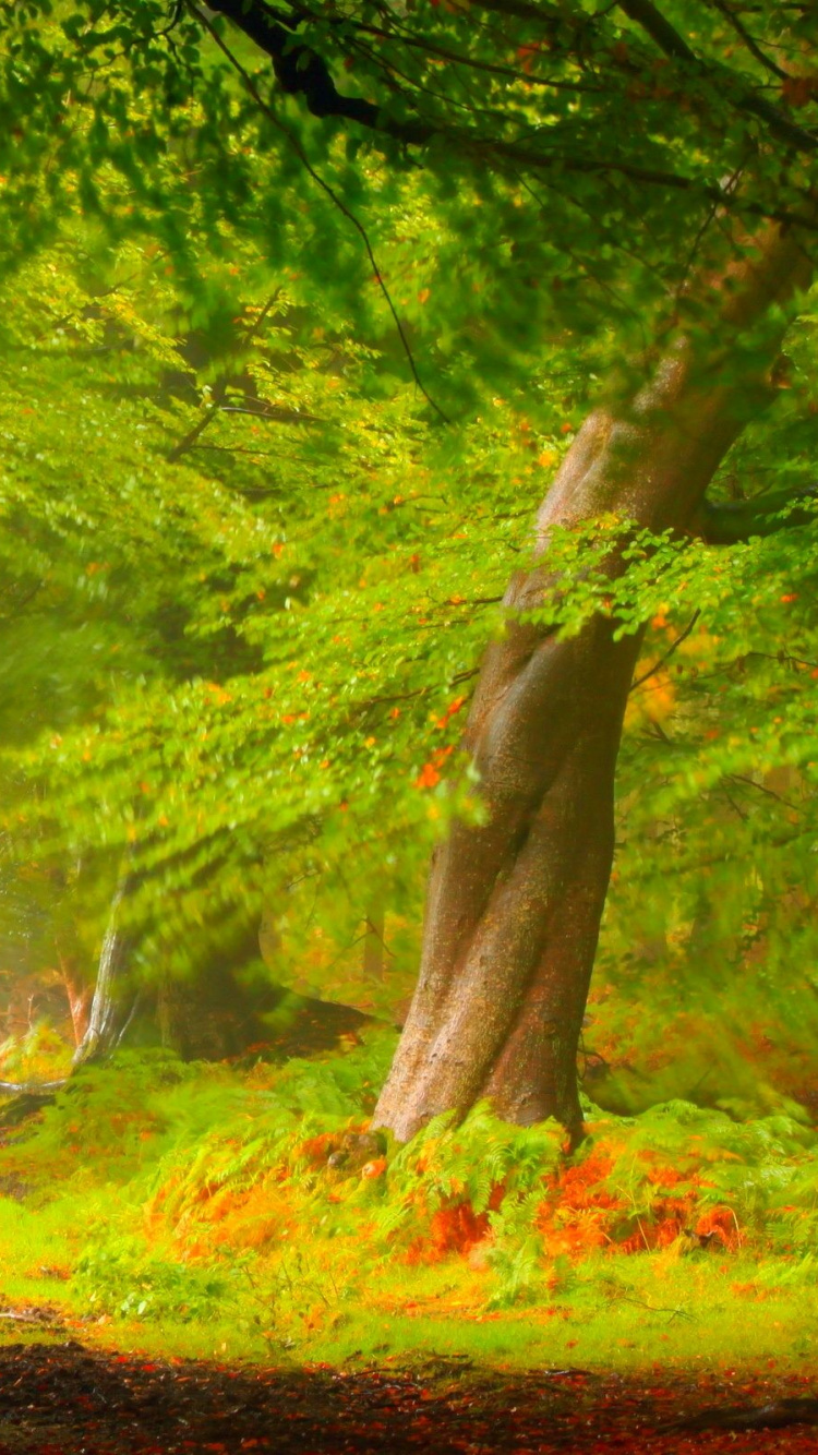 Green Trees on Brown Field. Wallpaper in 750x1334 Resolution