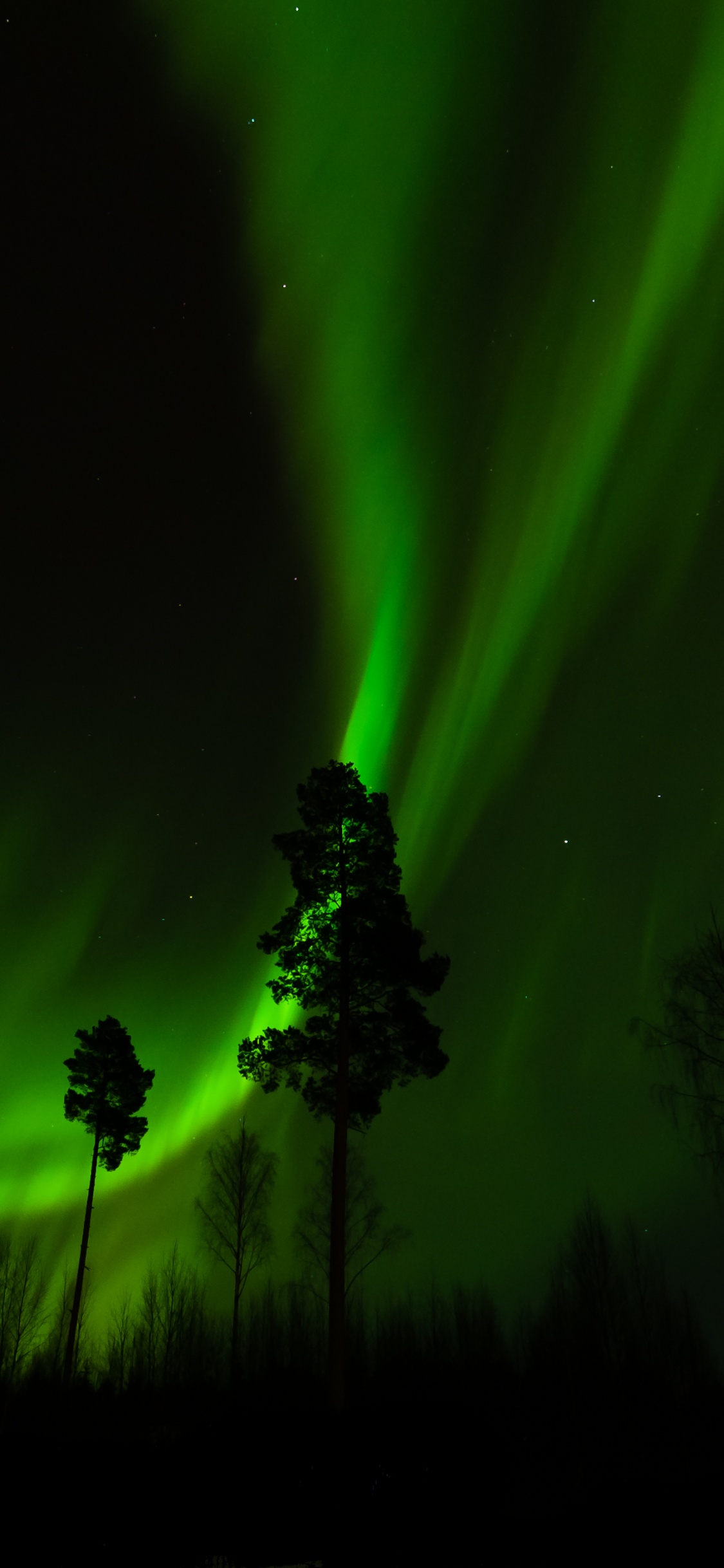 Silhouette of Tree Under Green Sky. Wallpaper in 1125x2436 Resolution