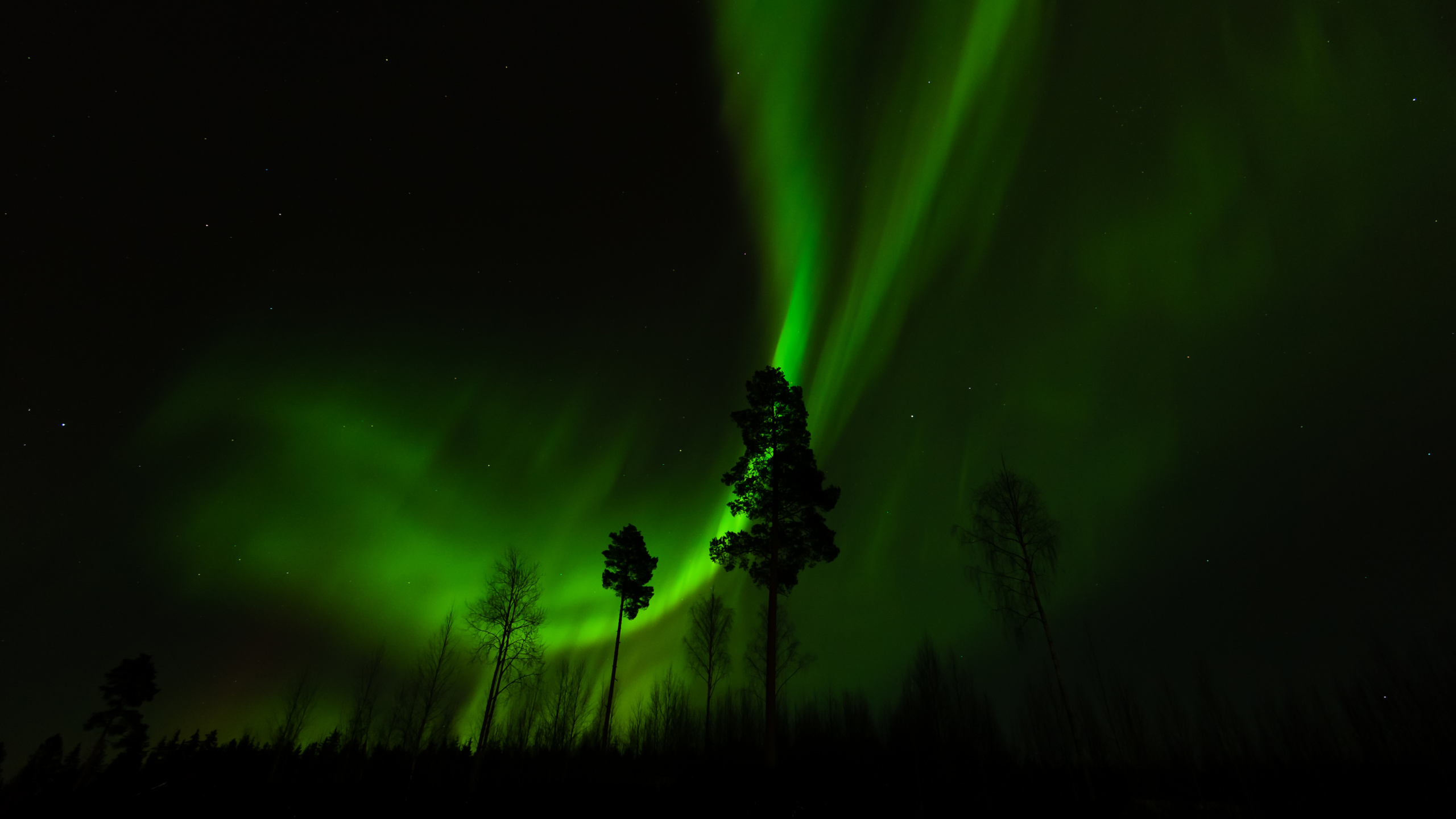 Silhouette of Tree Under Green Sky. Wallpaper in 2560x1440 Resolution