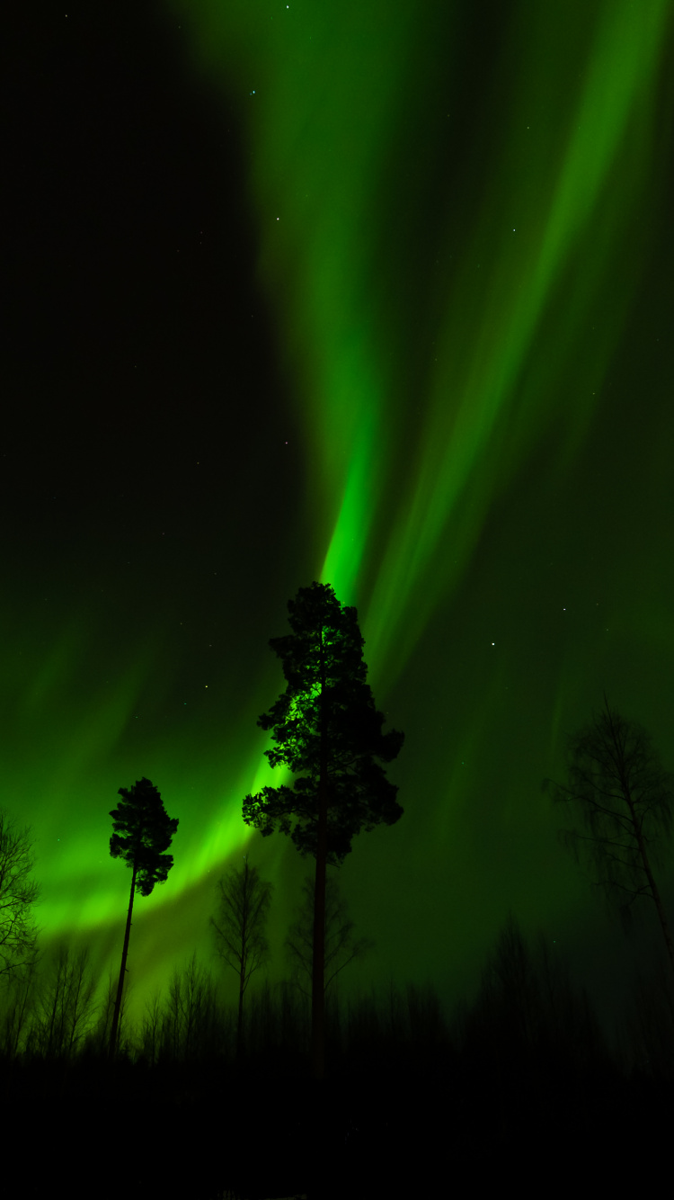 Silhouette D'arbre Sous Ciel Vert. Wallpaper in 750x1334 Resolution