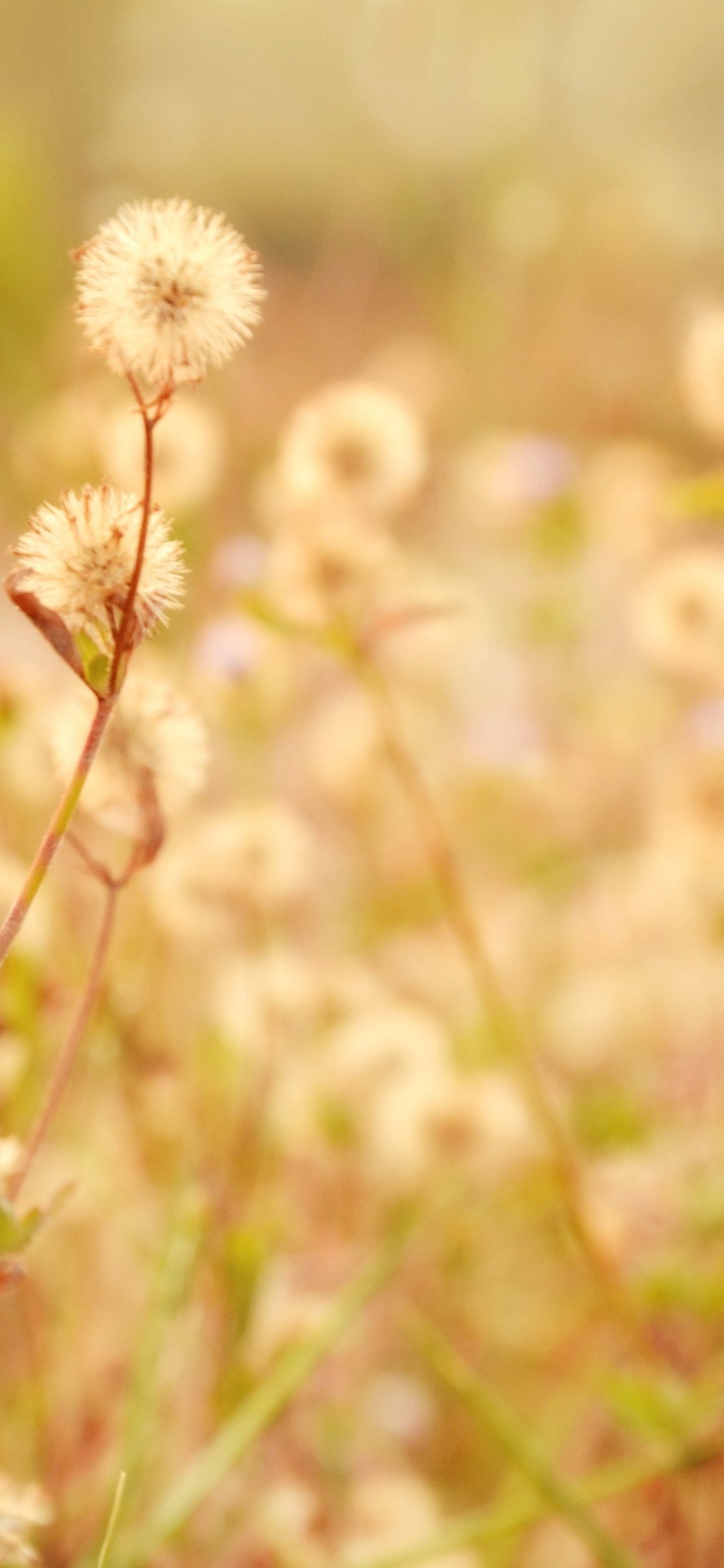 Nature, Flower, Grass, Plant, Spring. Wallpaper in 1125x2436 Resolution