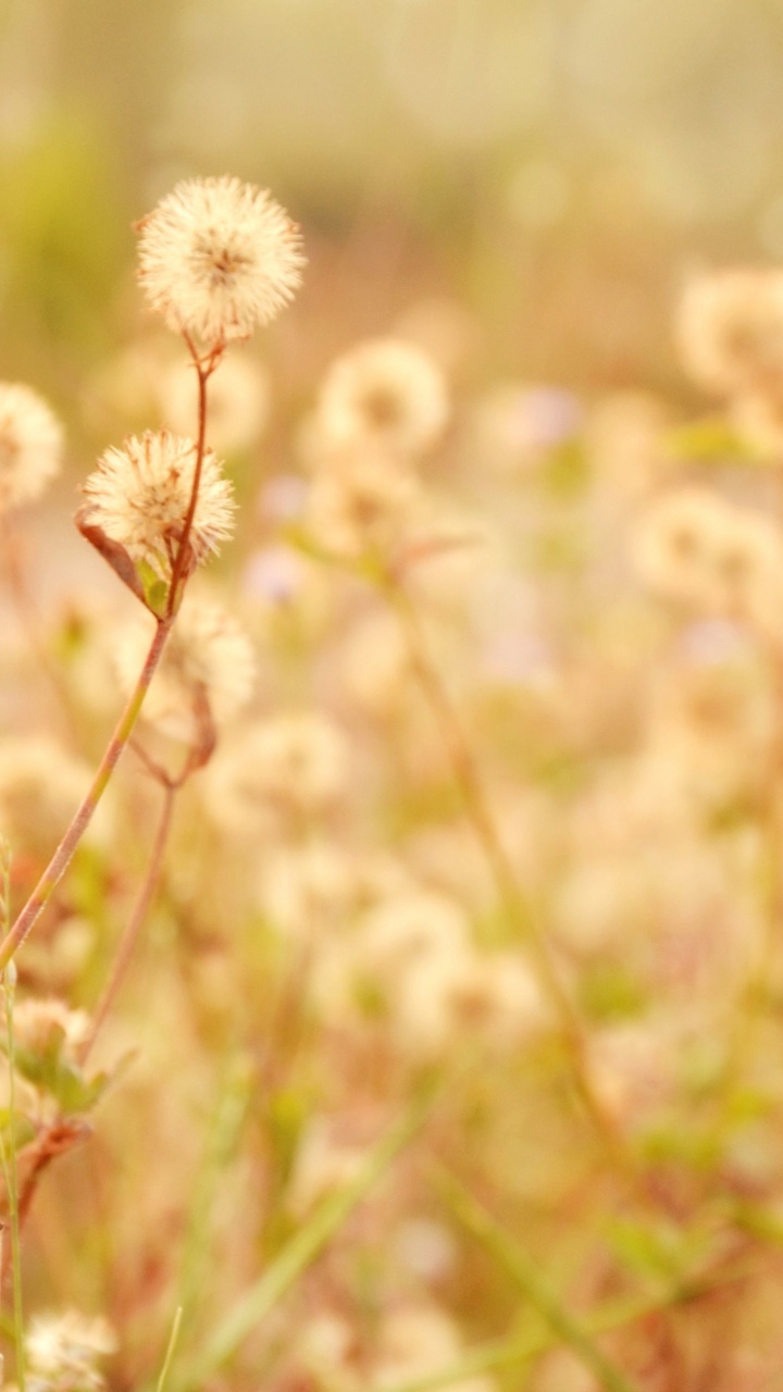 Nature, Flower, Grass, Plant, Spring. Wallpaper in 720x1280 Resolution