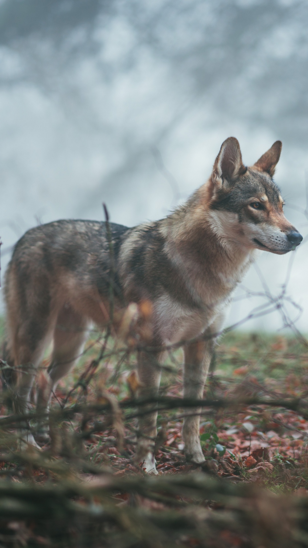 那只狼狗, 野生动物, 狼, 捷克斯洛伐克那只狼狗, 土狼 壁纸 1080x1920 允许