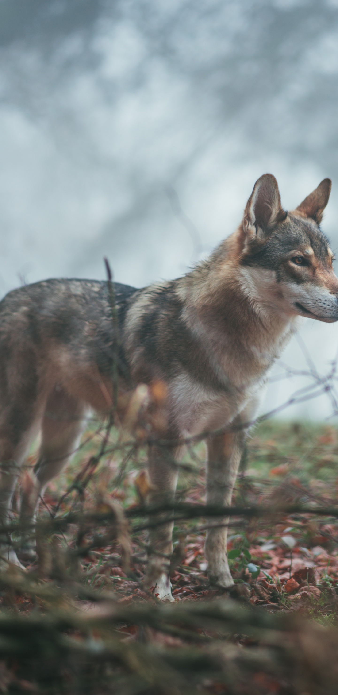 那只狼狗, 野生动物, 狼, 捷克斯洛伐克那只狼狗, 土狼 壁纸 1440x2960 允许