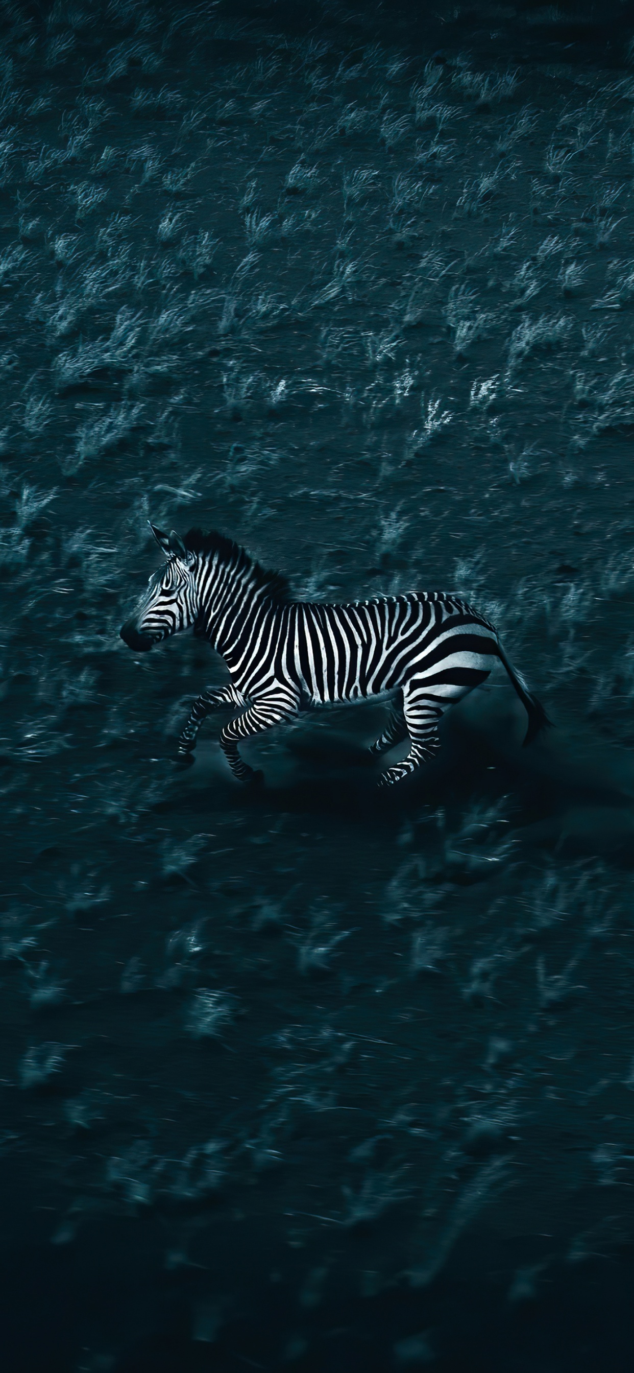 Agua, Zebra, Líquido, Biología Marina, Submarino. Wallpaper in 1242x2688 Resolution