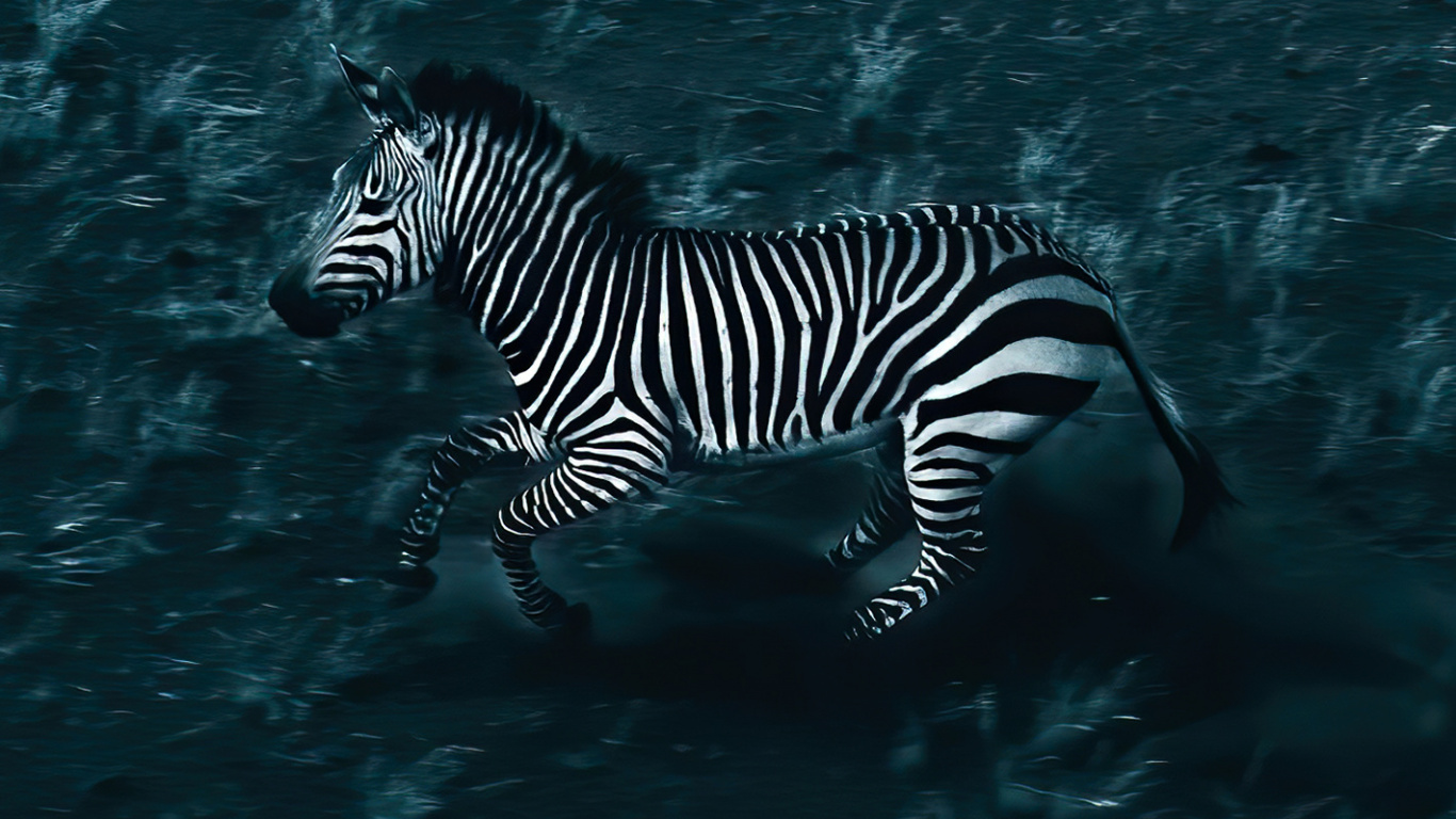 Eau, Zèbre, Liquid, Fluide, Biologie Marine. Wallpaper in 1366x768 Resolution