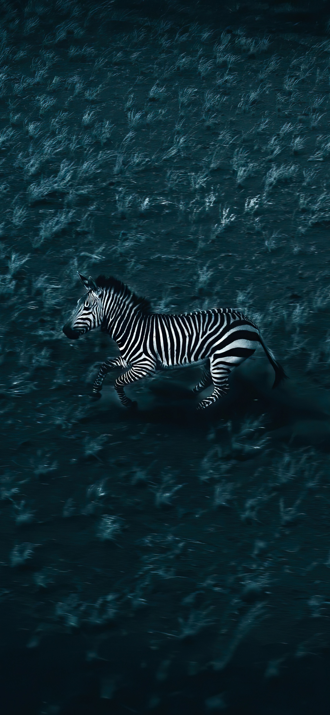 Wasser, Zebra, Flüssigkeit, Marine Biologie, Unterwasser. Wallpaper in 1125x2436 Resolution