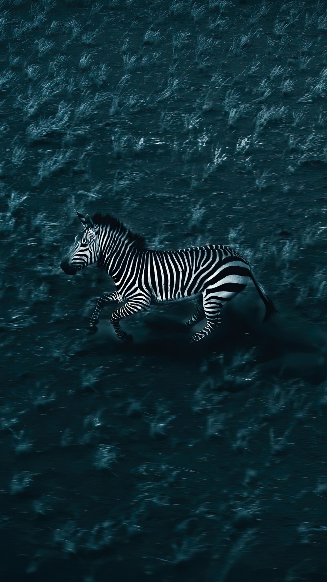 Water, Zebra, Liquid, Fluid, Marine Biology. Wallpaper in 1080x1920 Resolution