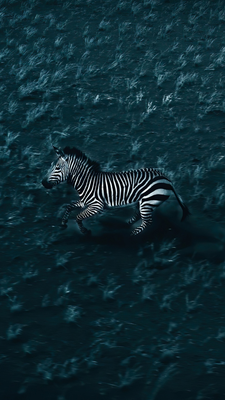 Water, Zebra, Liquid, Fluid, Marine Biology. Wallpaper in 720x1280 Resolution