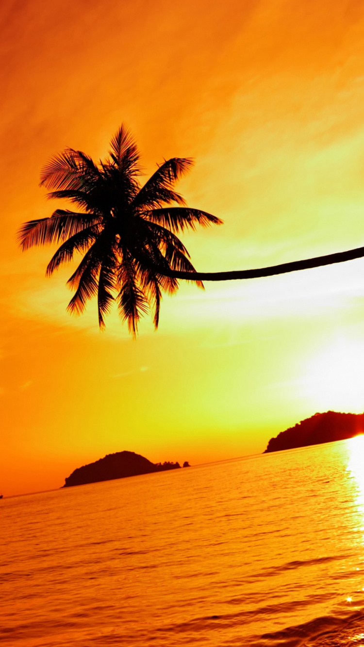 Palme in Der Nähe Eines Gewässers Bei Sonnenuntergang. Wallpaper in 750x1334 Resolution