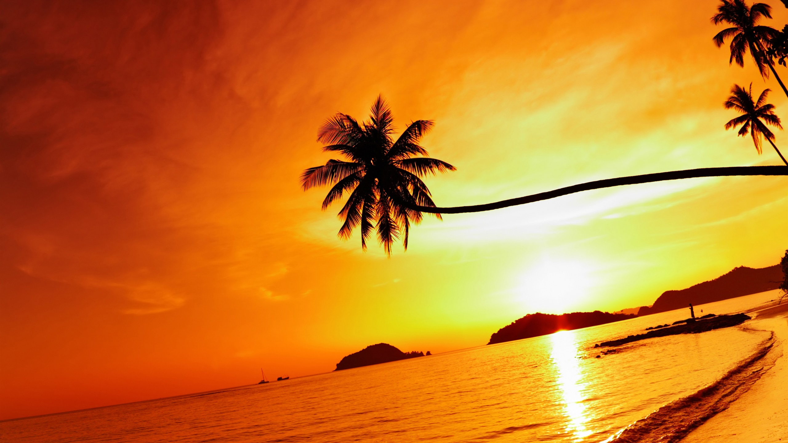 Palm Tree Near Body of Water During Sunset. Wallpaper in 2560x1440 Resolution