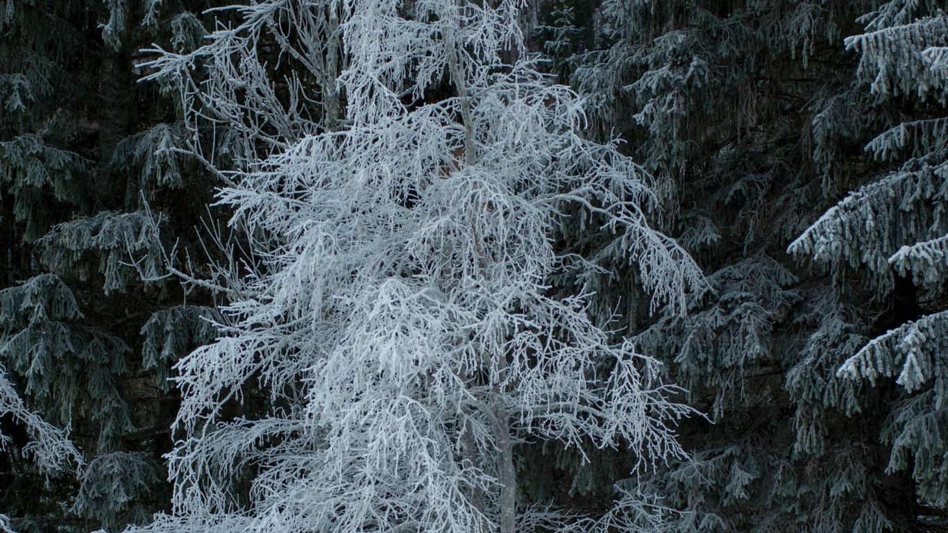 Neige, Hiver, Pin, Gel, Sapin. Wallpaper in 1366x768 Resolution