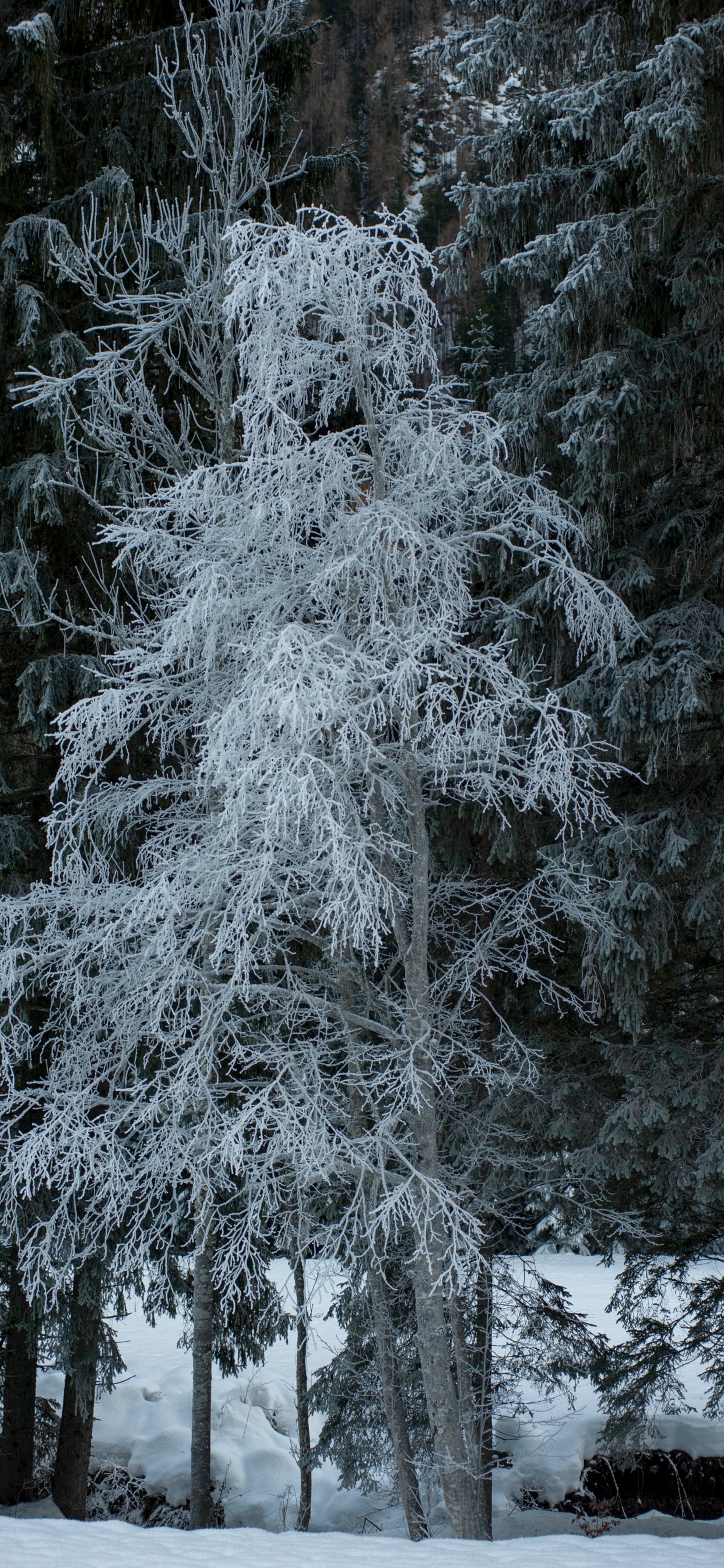 Nieve, Invierno, Pino, Helada, Sucursal. Wallpaper in 1242x2688 Resolution