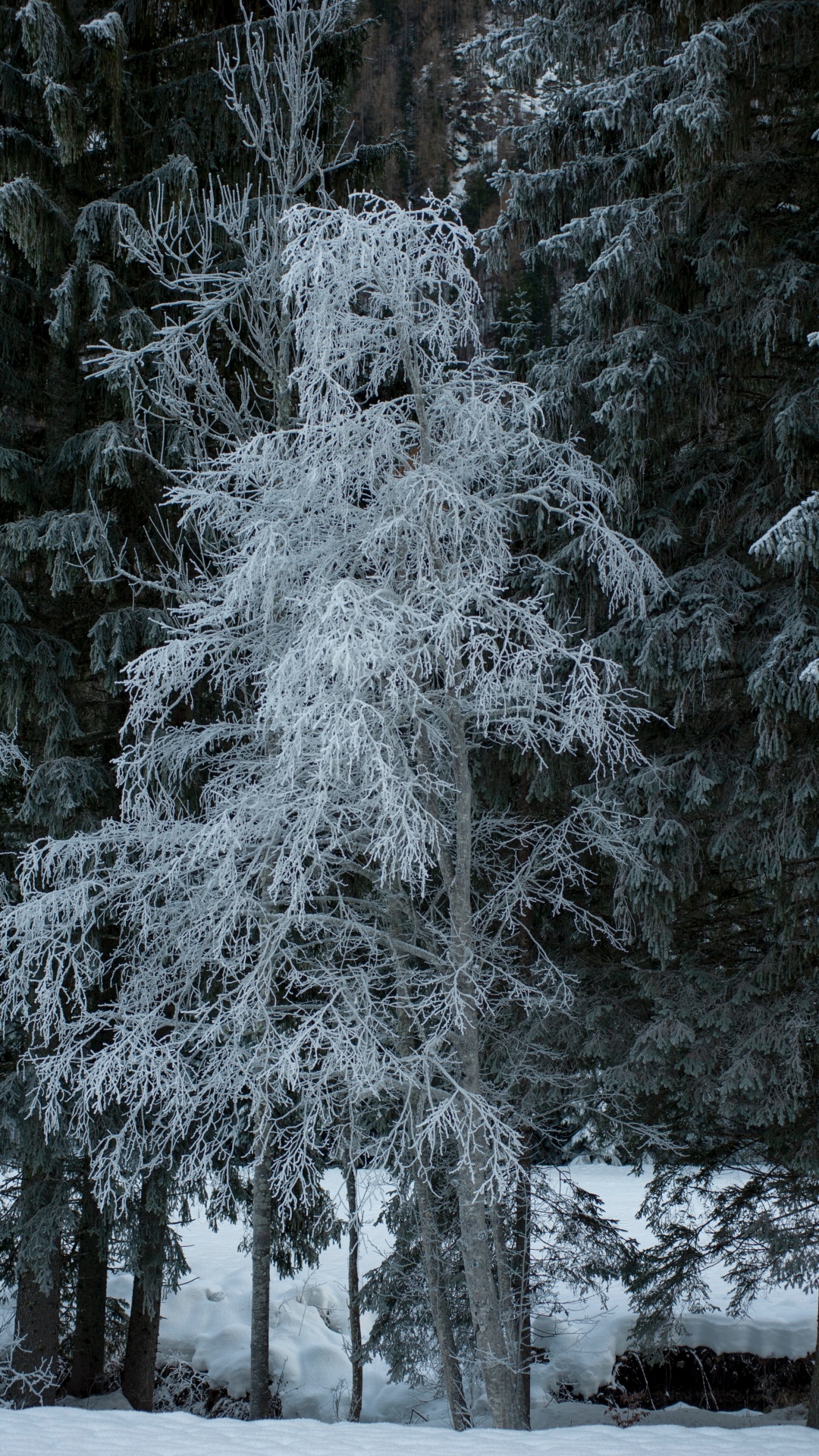 Download 1080x1920 Wallpaper Snow, Winter, Hoarfrost, Pine, Frost Snow, Winter, Hoarfrost, Pine, Frost. Wallpaper in 1080x1920 Resolution
