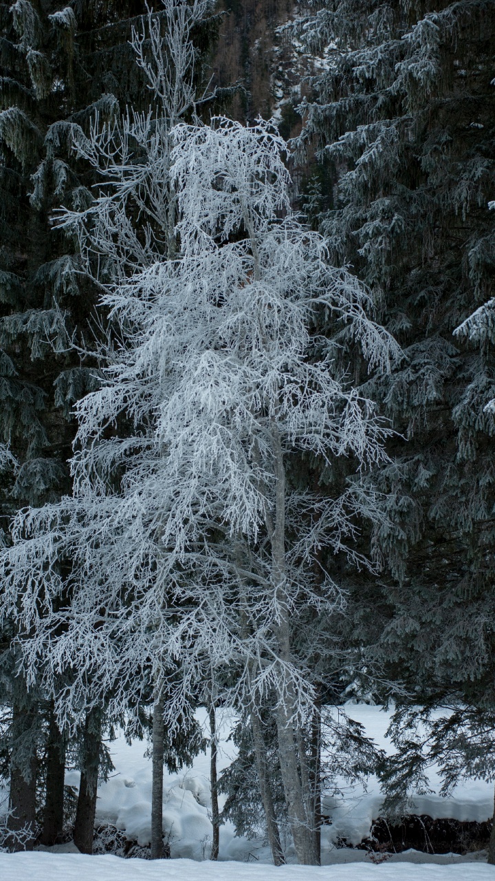 Snow, Winter, Hoarfrost, Pine, Frost. Wallpaper in 720x1280 Resolution