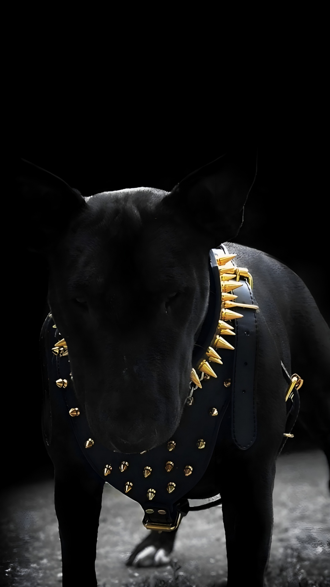 Black, Dog Like Mammal, Dog, Bull Terrier, Darkness. Wallpaper in 1080x1920 Resolution