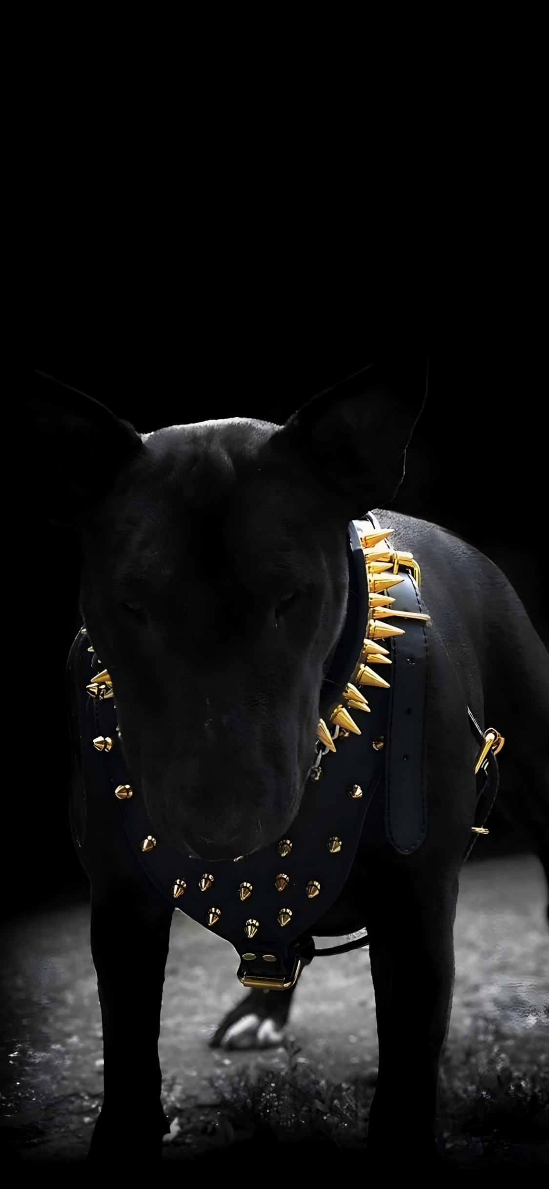 Black, Dog Like Mammal, Dog, Bull Terrier, Darkness. Wallpaper in 1125x2436 Resolution