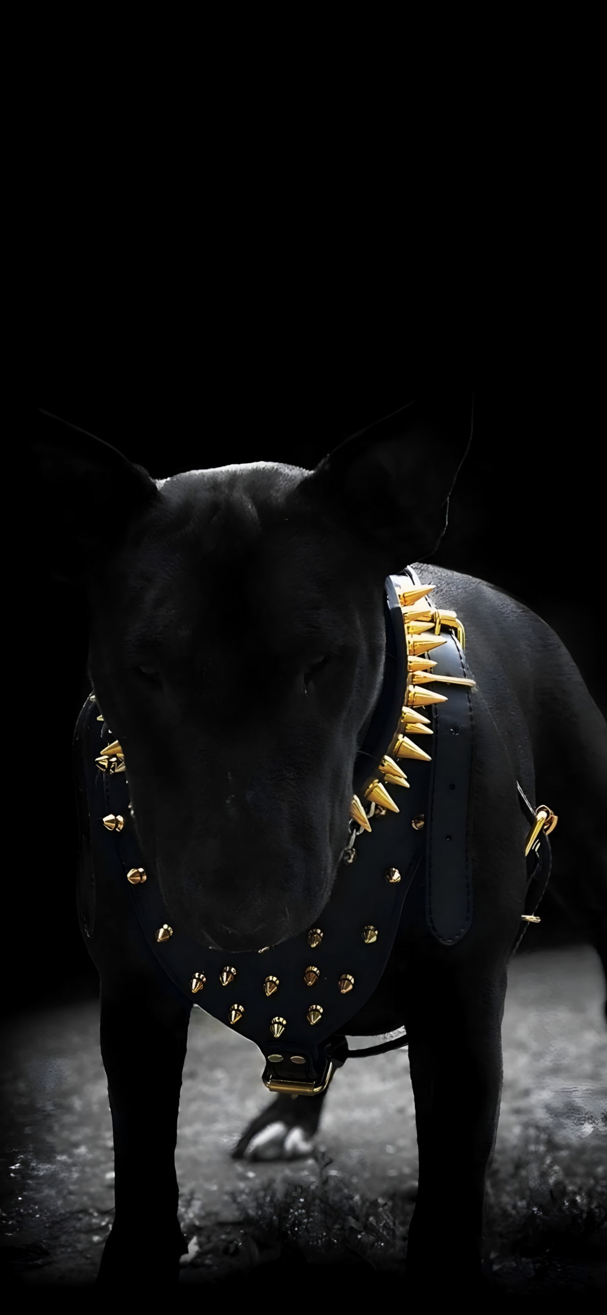 Black, Dog Like Mammal, Dog, Bull Terrier, Darkness. Wallpaper in 1242x2688 Resolution