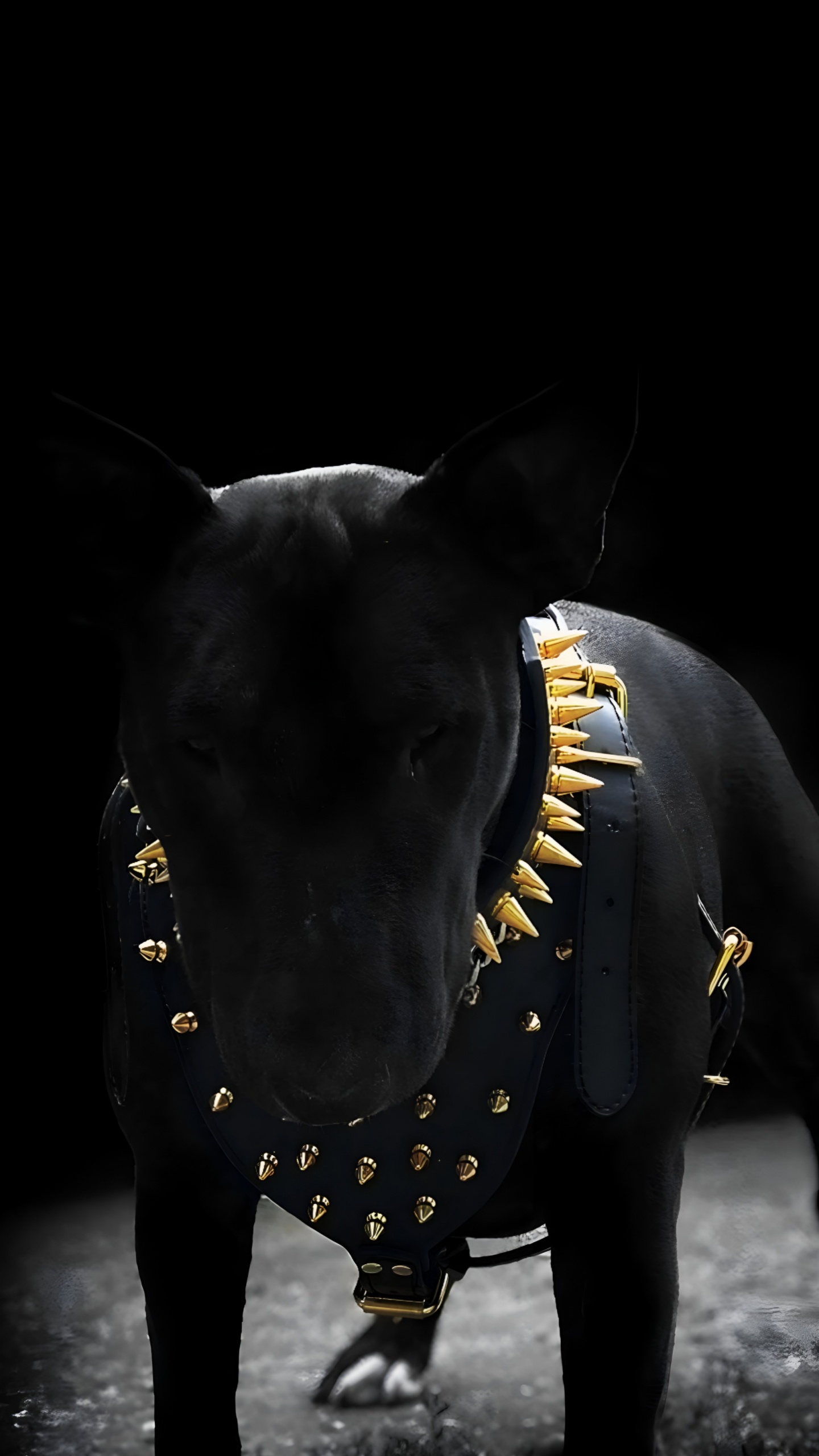 Black, Dog Like Mammal, Dog, Bull Terrier, Darkness. Wallpaper in 1440x2560 Resolution