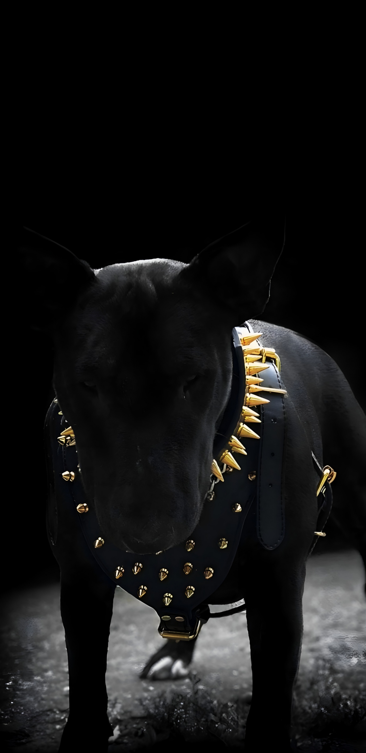 Black, Dog Like Mammal, Dog, Bull Terrier, Darkness. Wallpaper in 1440x2960 Resolution