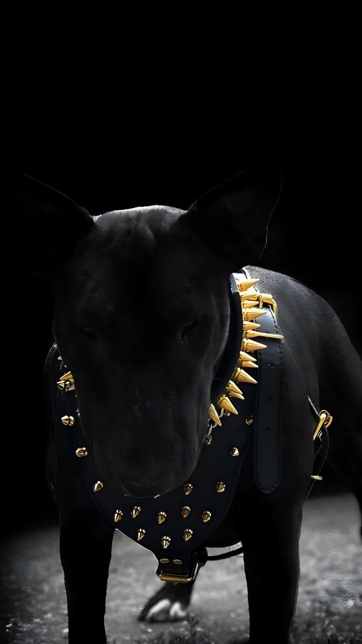 Black, Dog Like Mammal, Dog, Bull Terrier, Darkness. Wallpaper in 720x1280 Resolution