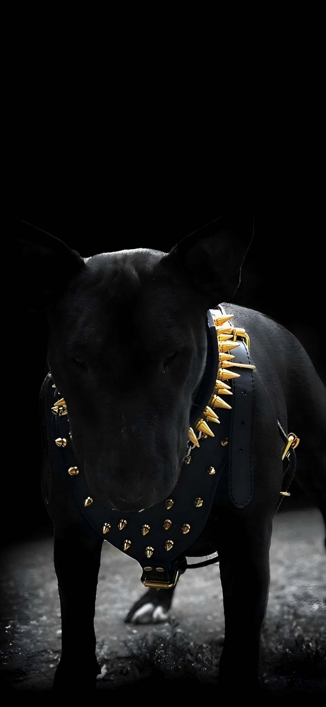 Negro, Perro Como el de Los Mamíferos, Perro, Bull Terrier, Yorkshire Terrier. Wallpaper in 1125x2436 Resolution