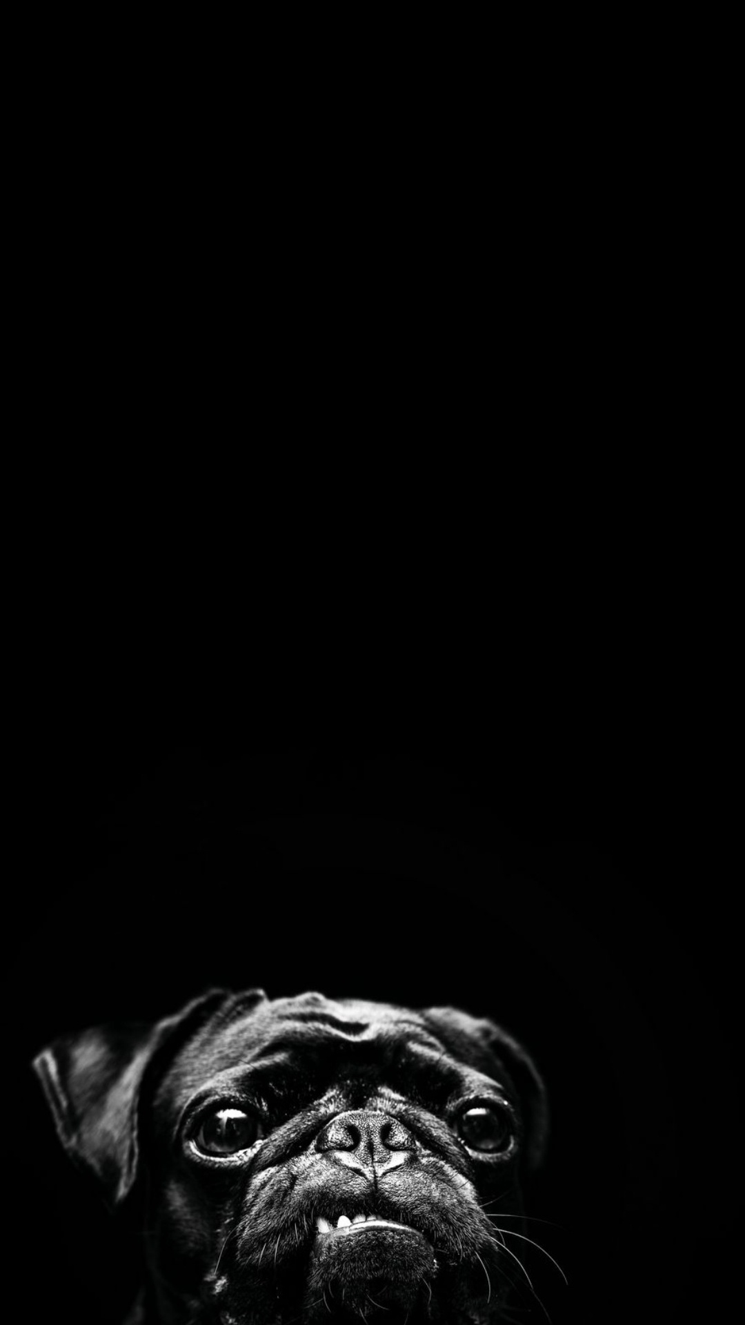 Pug, Black and White, Alaskan Malamute, Canidae, Darkness. Wallpaper in 1080x1920 Resolution