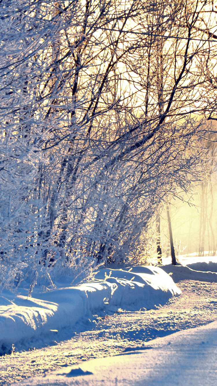 Schneebedeckte Bäume Tagsüber. Wallpaper in 750x1334 Resolution