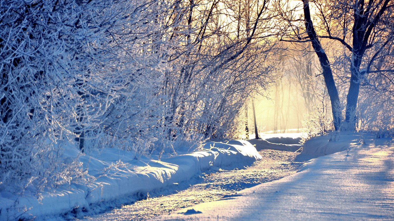 Snow Covered Trees During Daytime. Wallpaper in 1366x768 Resolution