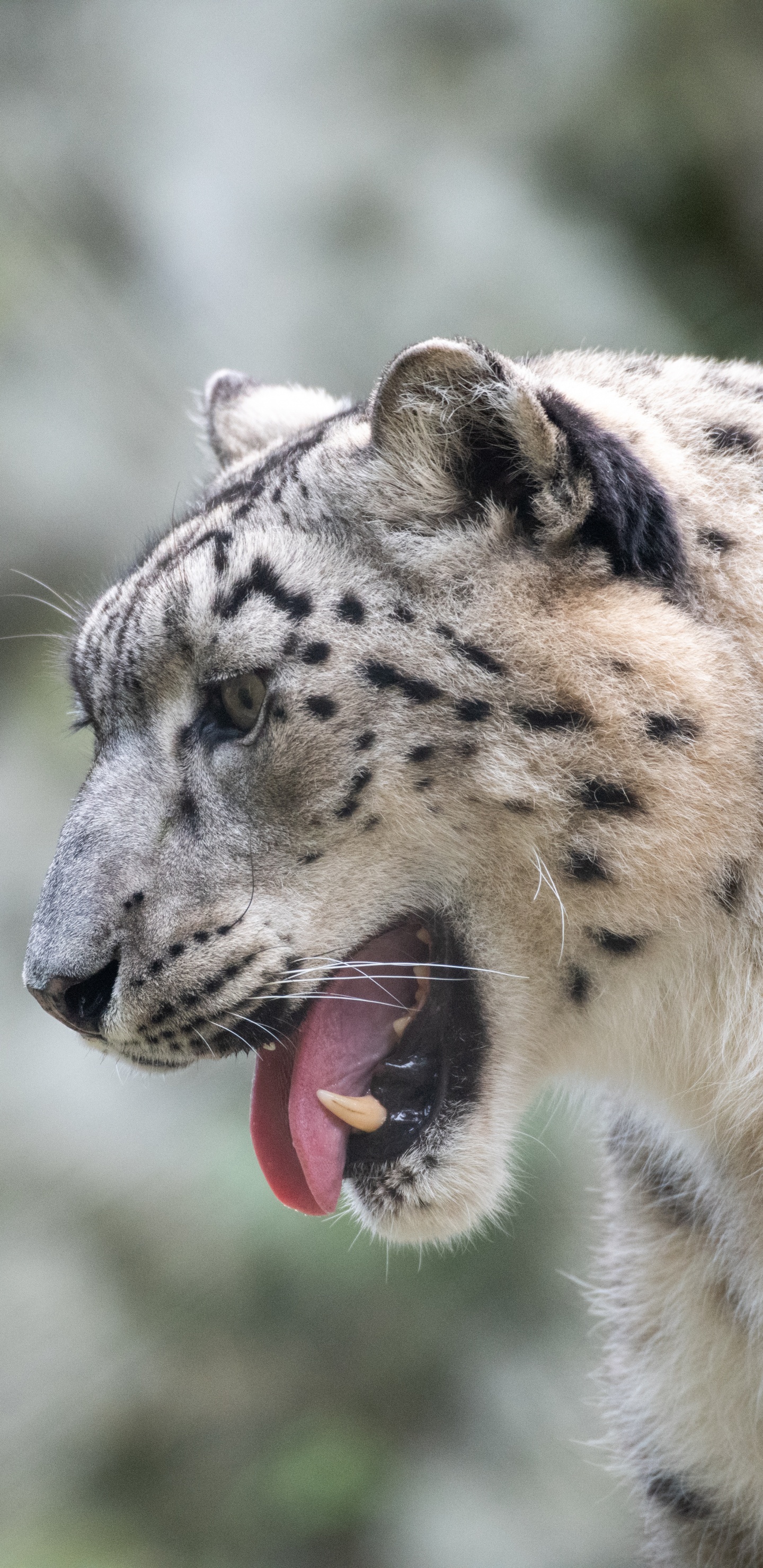 Leopardo Blanco y Negro Sobre Roca Gris. Wallpaper in 1440x2960 Resolution