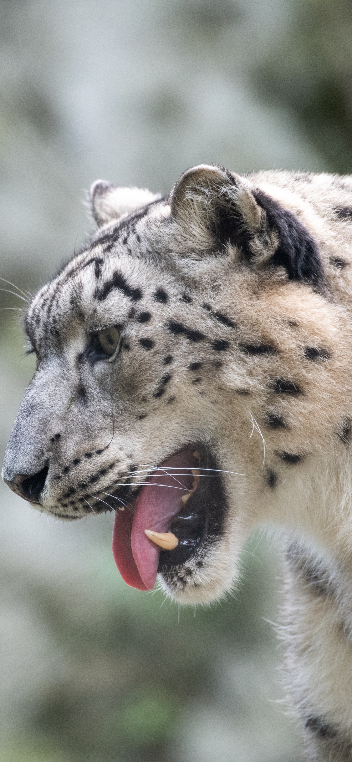 White and Black Leopard on Gray Rock. Wallpaper in 1125x2436 Resolution