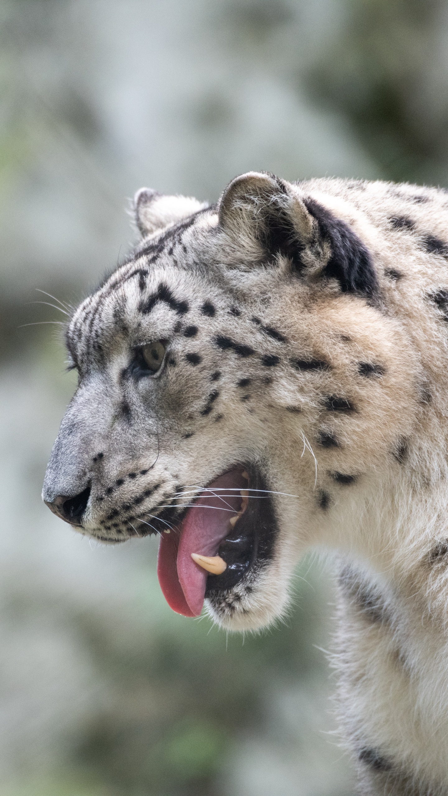 White and Black Leopard on Gray Rock. Wallpaper in 1440x2560 Resolution