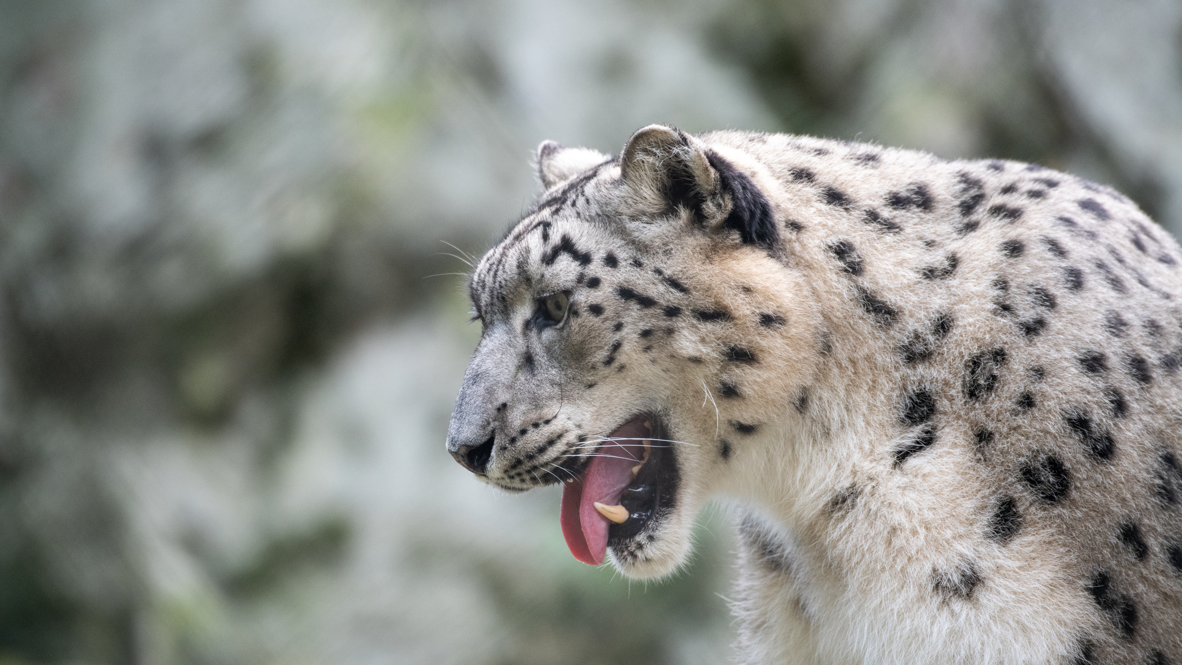 White and Black Leopard on Gray Rock. Wallpaper in 3840x2160 Resolution