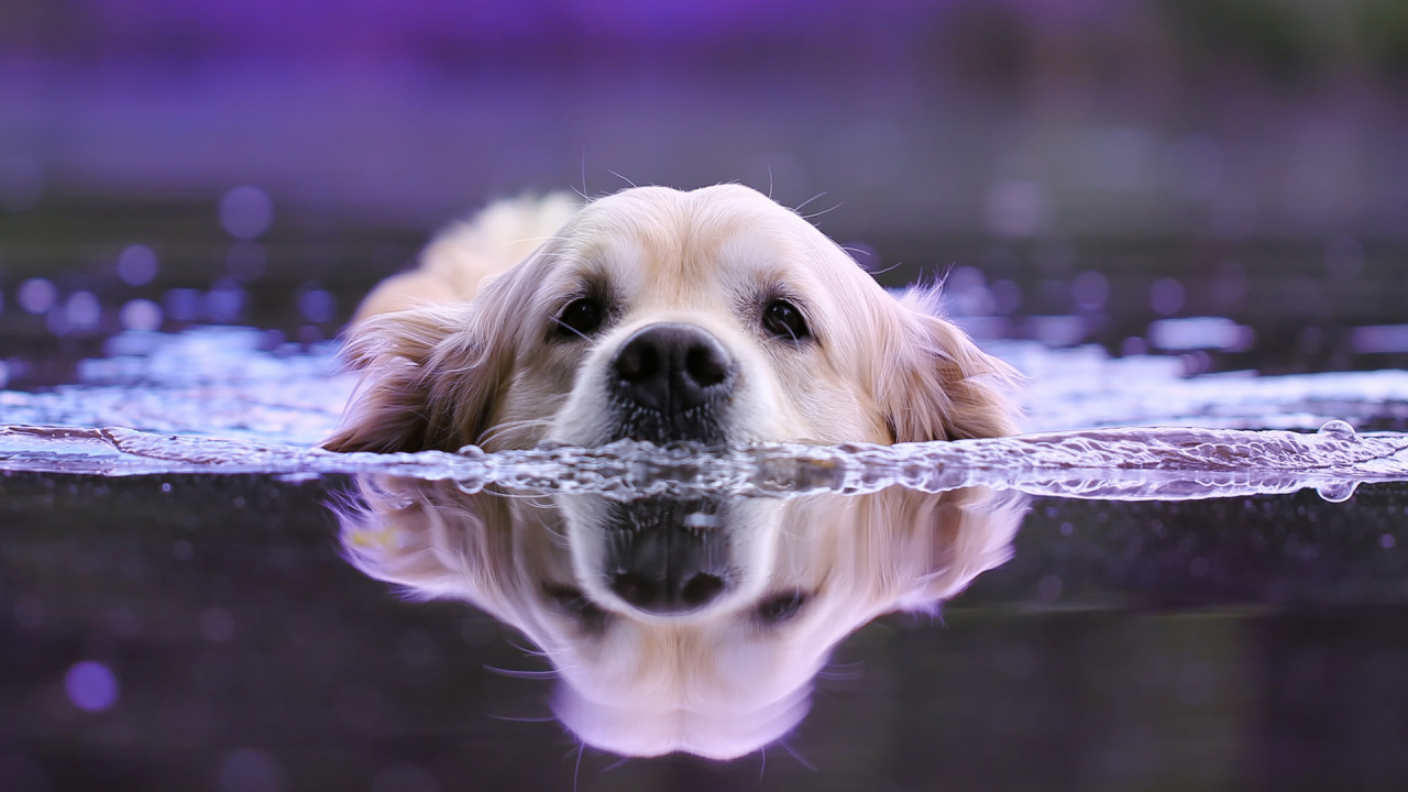 Golden Retriever With Water Splash. Wallpaper in 1280x720 Resolution