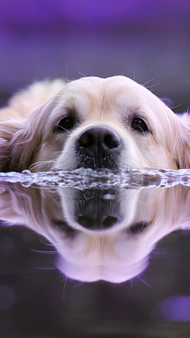 Golden Retriever Con Salpicaduras de Agua. Wallpaper in 720x1280 Resolution