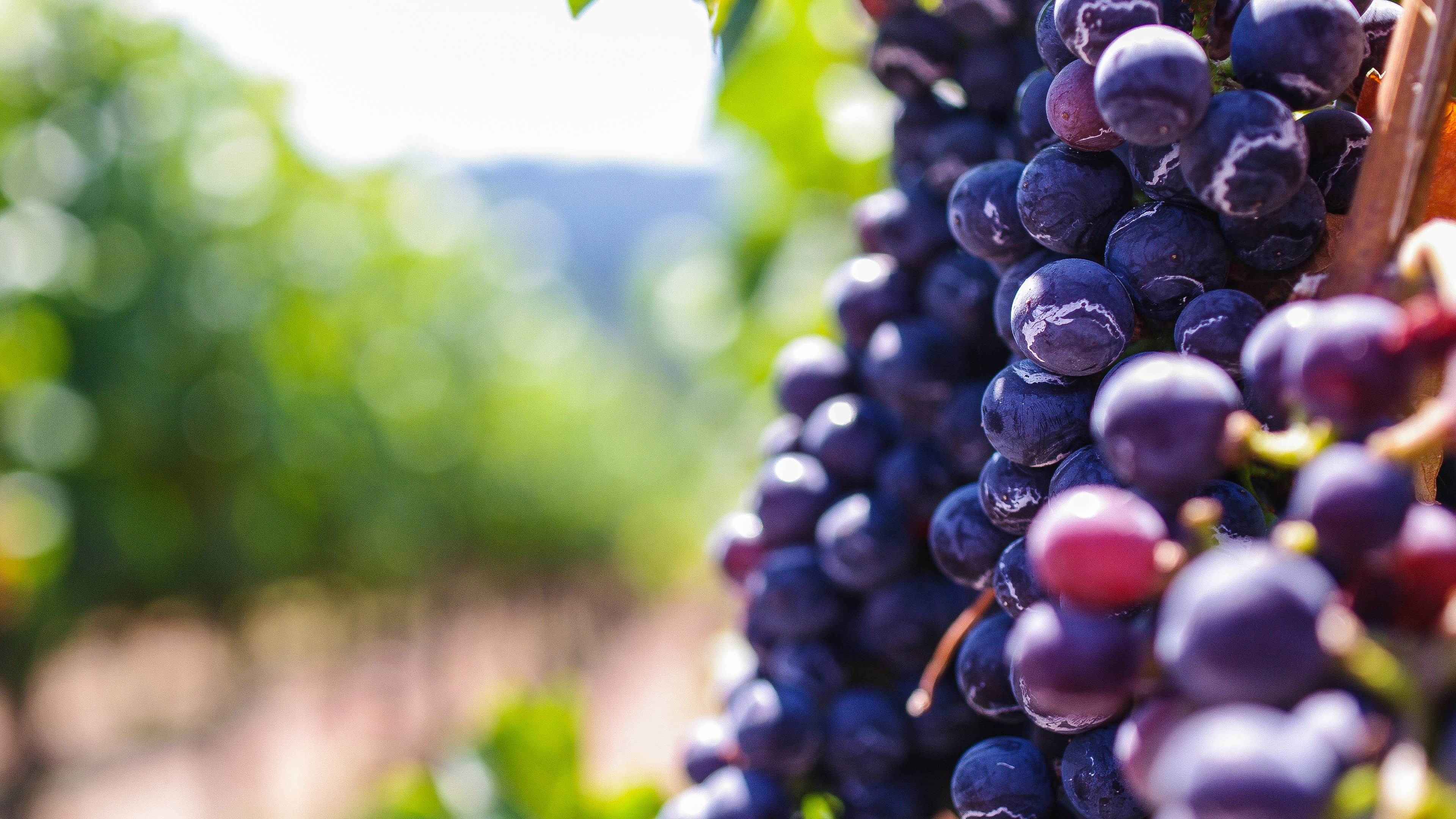 Blue Berries in Tilt Shift Lens. Wallpaper in 3840x2160 Resolution