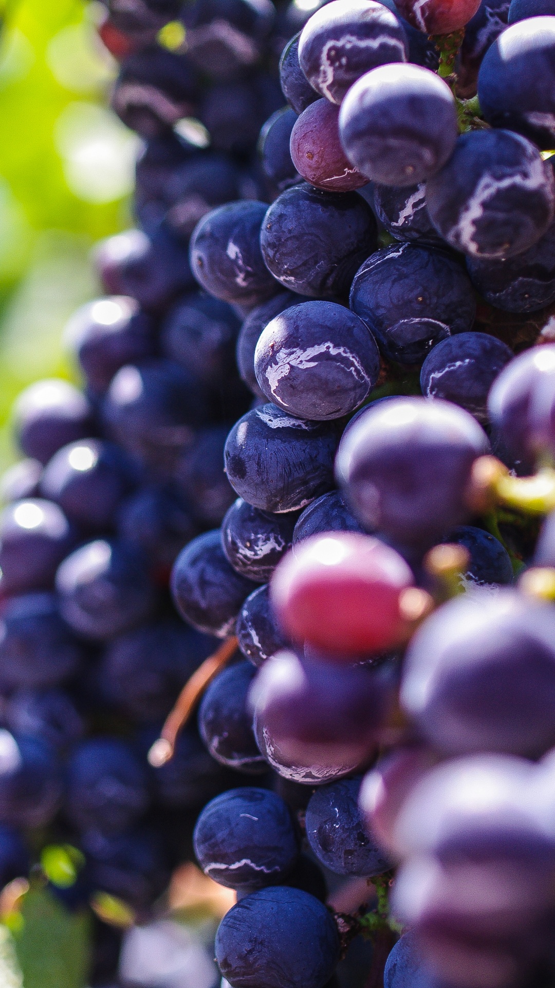 Blaue Beeren in Tilt-Shift-Linse. Wallpaper in 1080x1920 Resolution