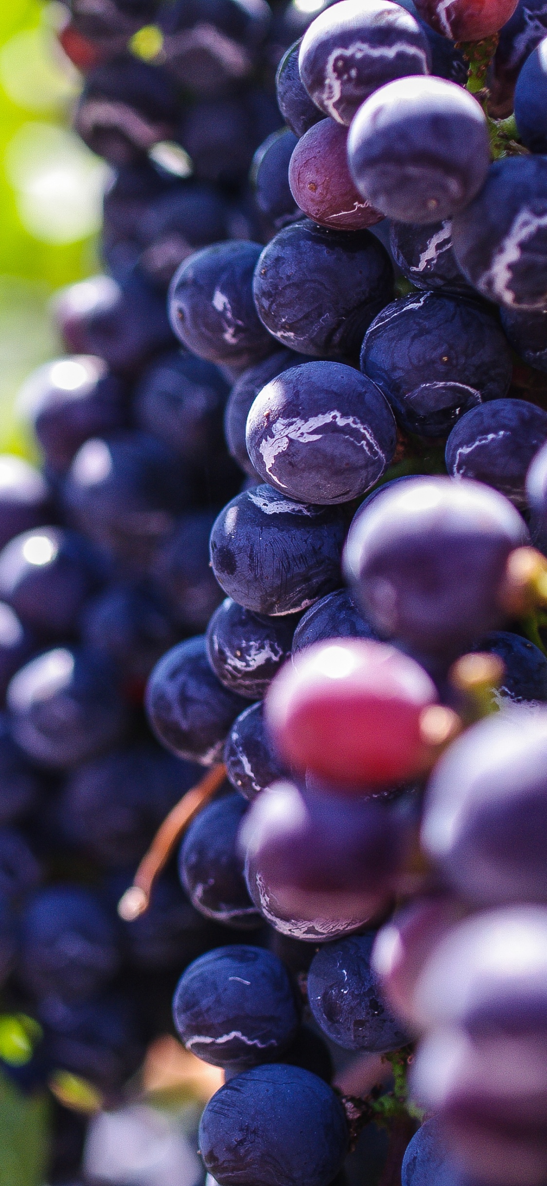 Blaue Beeren in Tilt-Shift-Linse. Wallpaper in 1125x2436 Resolution
