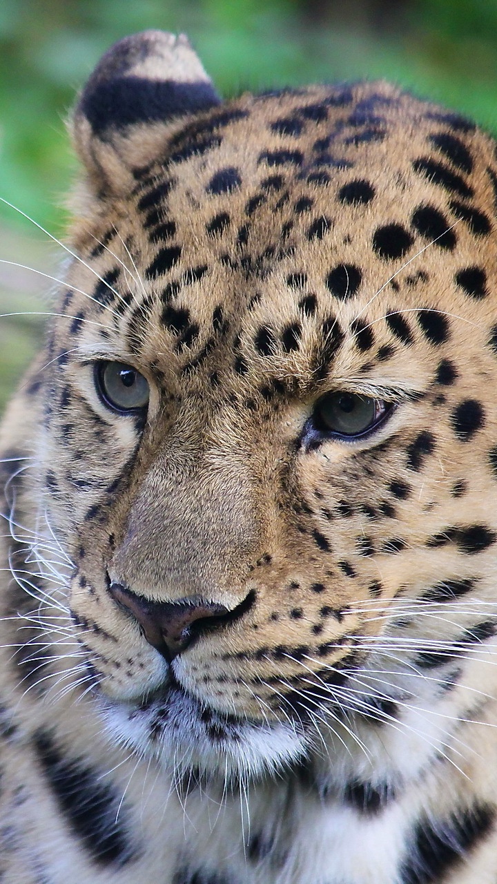 Leopardo Marrón y Negro en Árbol Marrón. Wallpaper in 720x1280 Resolution